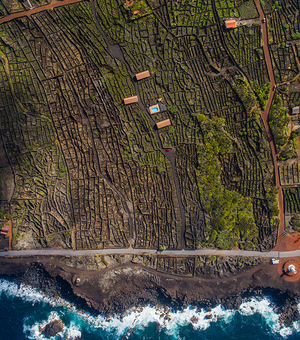 Insula Vinus - Vinhas - Pico - Azores