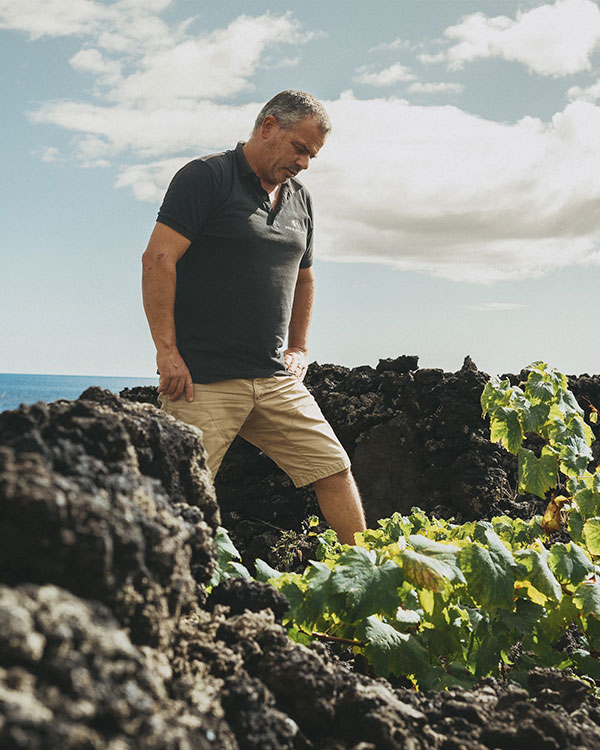 Insula Vinus - Paulo Machado Wines - Pico - Azores