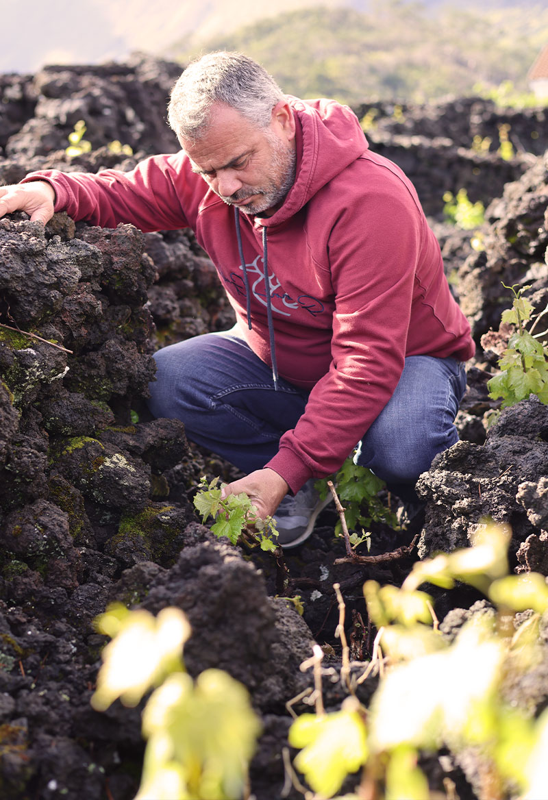 Insula Vinus - Paulo Machado Wines - Pico - Azores