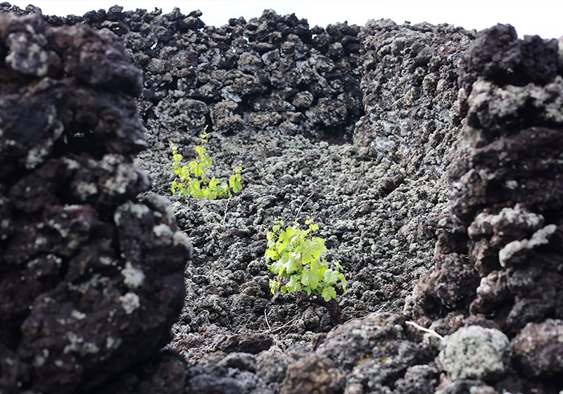 Insula Vinus - Vinhas - Pico - Azores