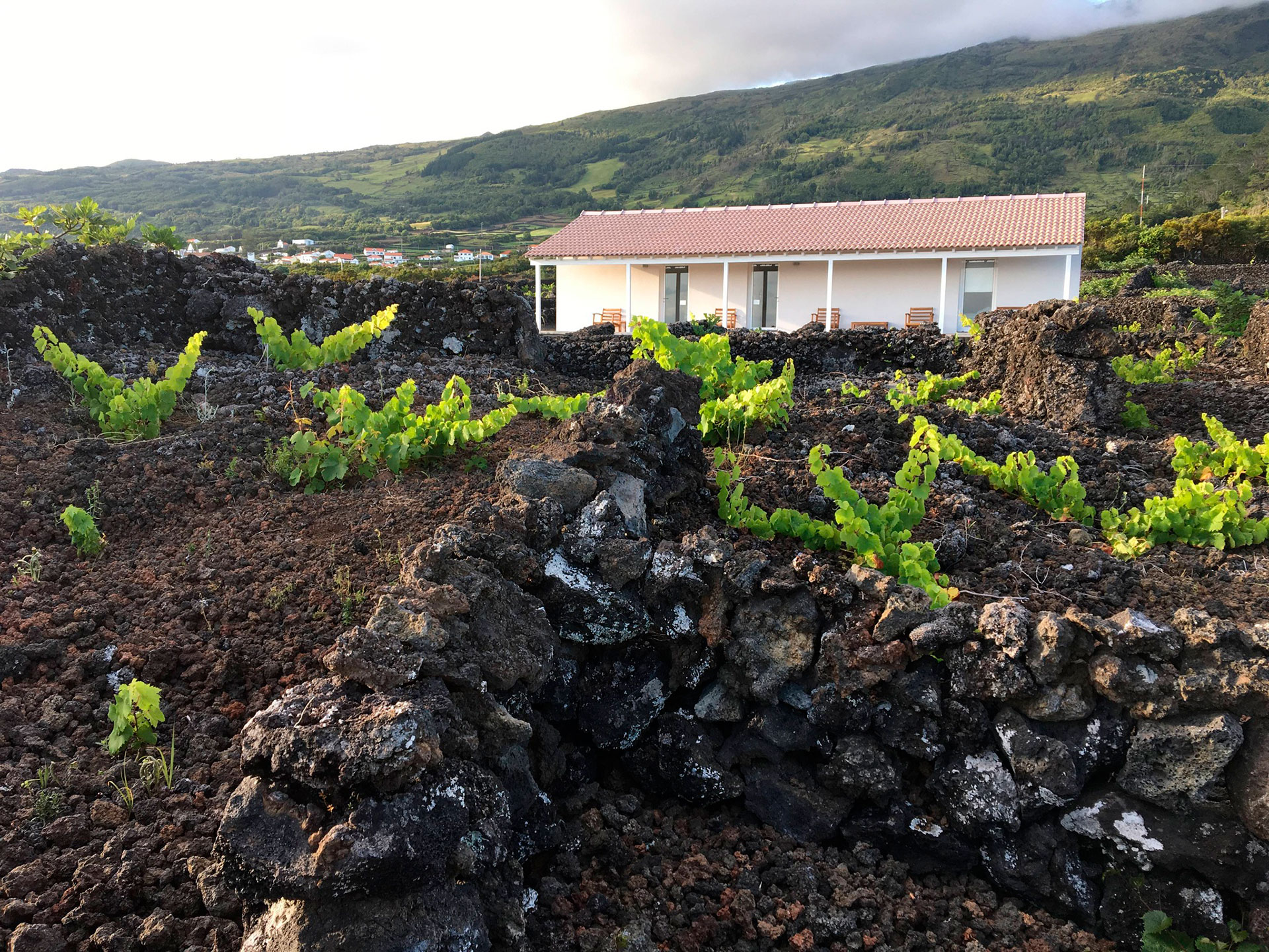 Público em 26 janeiro 2024 - Insula Vinus - Pico - Azores
