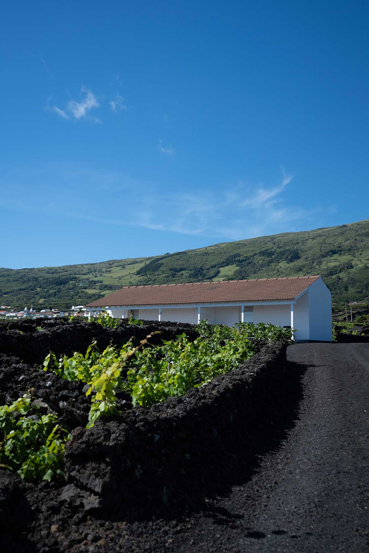 Insula Vinus - Alojamento - Pico - Azores